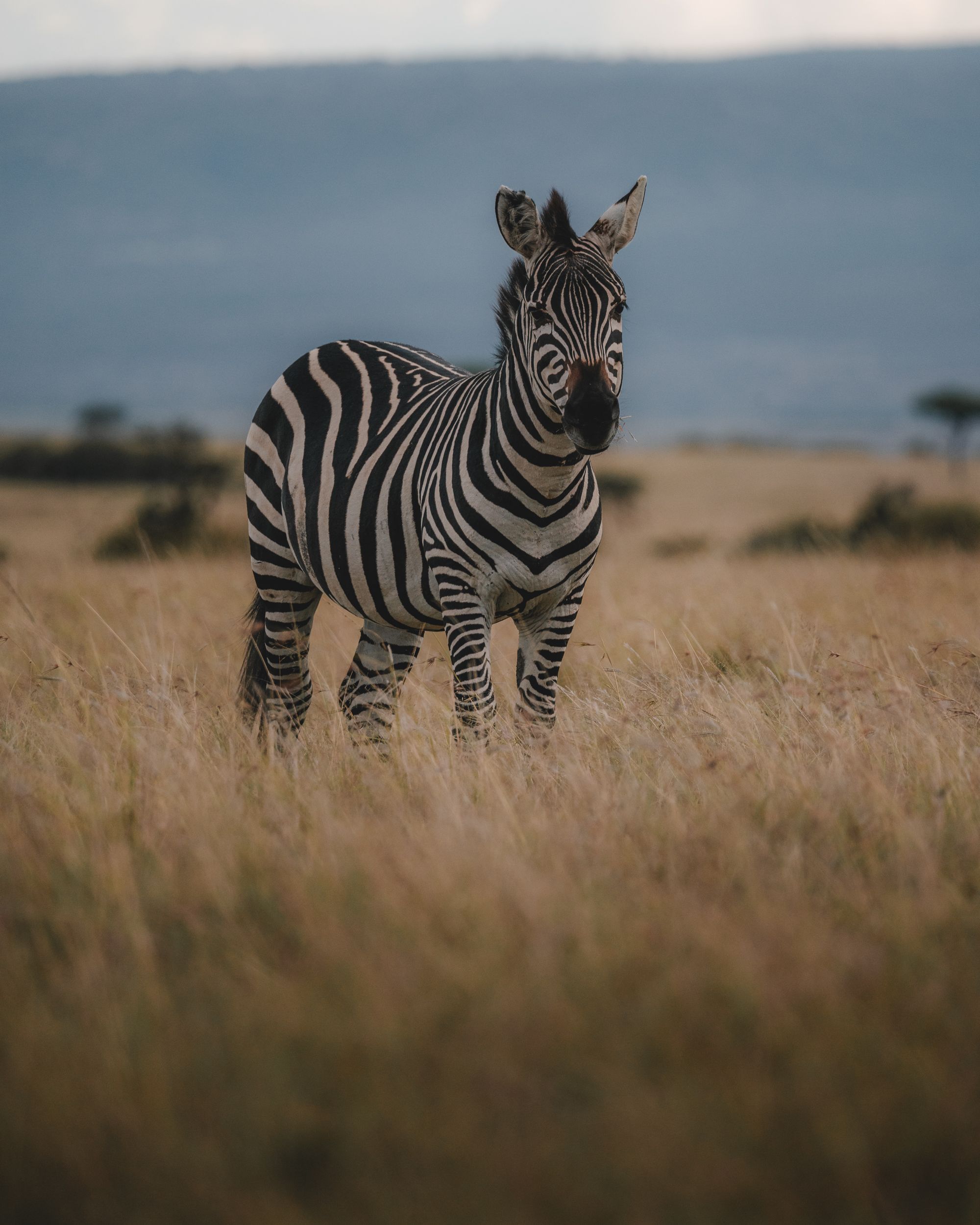 Zebra in the Tanzanian savanna